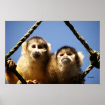 2 singes de tête posters