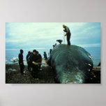 Abattage de baleine affiches