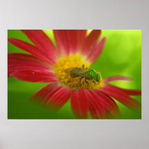 Abeille et affiche ou copie verte de marguerite