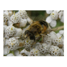 Abeille et carte postale de fleurs