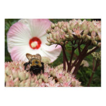 Abeille sur l'ATC de ~ de sedum Cartes De Visite Personnelles