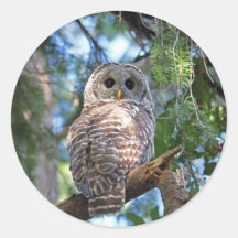 Abgehaltene Eule Sticker