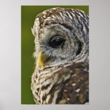 Abgehaltene Eule, Strix varia, Michigan Plakate