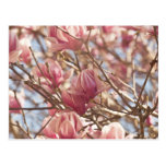 Abstrakte Fotografie eines rosa Tulpe-Baums Postkarte