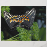 Accouplement noir de machaons prospectus en couleur
