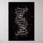 ADN ornée de bijoux Poster