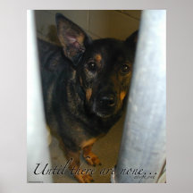 Adoptieren Sie ein! Plakat