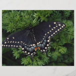 Adulte noir de machaon prospectus
