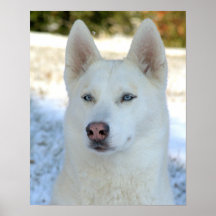Affiche blanche de chien de traîneau sibérien