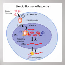 Affiche d'action d'hormone stéroïde