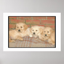 Affiche de chiots de golden retriever