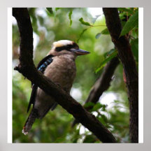 Affiche de Kookaburra
