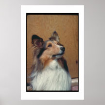 Affiche de Sheltie de chien de berger de Shetland