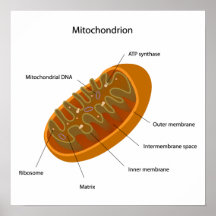 Affiche de structure de mitochondrie