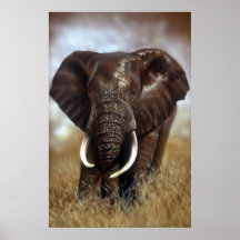 Affiche de Taureau d'éléphant