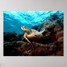 Affiche de tortue de vol
