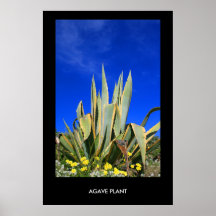 Affiche d'usine d'agave, copie