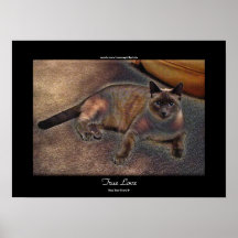 Affiche féline d'art d'animal familier de VÉRITABL