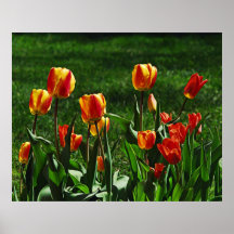 Affiche heureuse de tulipes