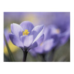 Affiche pourpre de crocus posters