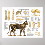 Affiche squelettique féline d'anatomie de chat