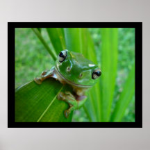 Affiches et copies vertes de grenouille d'arbre