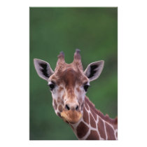 Afrika, Kenia, Impala-Ranch. Retikuliert