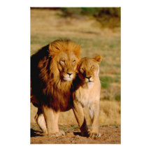 Afrika, Namibia, Okonjima. Löwe u. Löwin Photographie