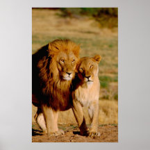 Afrika, Namibia, Okonjima. Löwe u. Löwin Posterdrucke