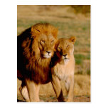 Afrika, Namibia, Okonjima. Löwe u. Löwin Postkarte