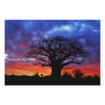 Afrikanischer Baobabbaum, Adansonia digitata, 2 Photodruck