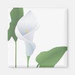 Aimant 2 de zantedeschia