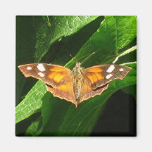 Aimant AMÉRICAIN de PAPILLON de MUSEAU