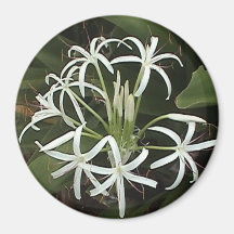 Aimant blanc de Lilly