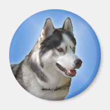 Aimant/cadeau d'Alaska de chien de traîneau d'aima