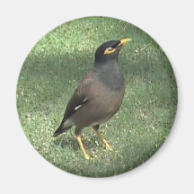 Aimant commun d'oiseau de Myna
