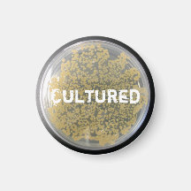 Aimant "cultivé" de plat de culture de bactéries