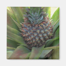 Aimant d'ananas