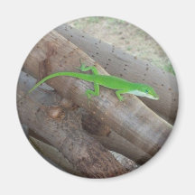 Aimant d'Anole