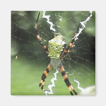 Aimant d'araignée de jardin