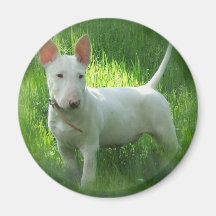 Aimant de bull-terrier