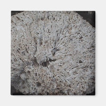 Aimant de corail
