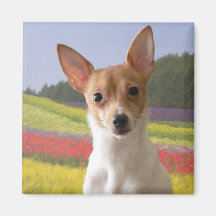 Aimant de Fox Terrier de jouet