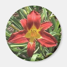 Aimant de Lilly