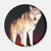 Aimant de loup