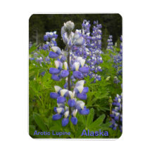 Aimant de loup arctique magnet