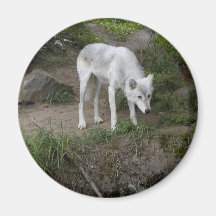 Aimant de loup gris