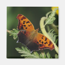 Aimant de papillon