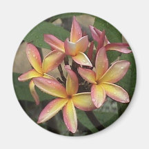 Aimant de Plumeria