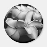 Aimant de Plumeria